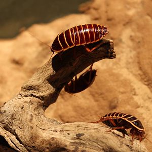 White-striped Cockroaches (Zonioploca latizona)