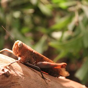 Giant Grasshopper (Valanga irregularis)