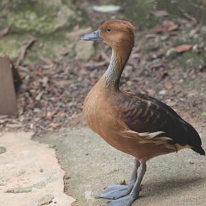 fulvous whistling duck (Dendrocygna bicolor)
