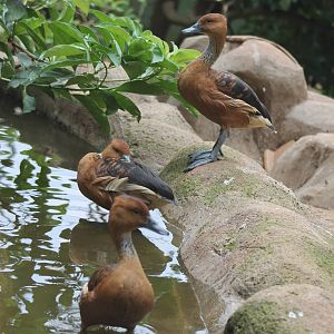 fulvous whistling ducks (Dendrocygna bicolor)