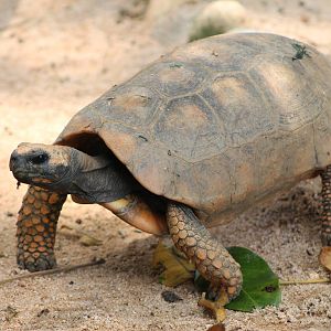 yellow-footed tortoise (Chelonoidis denticulata)