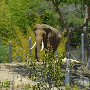 Billy - Elephants of Asia