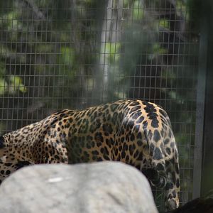 Jaguar