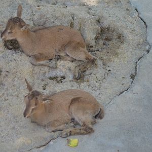 Tadjik Markhor Youngsters