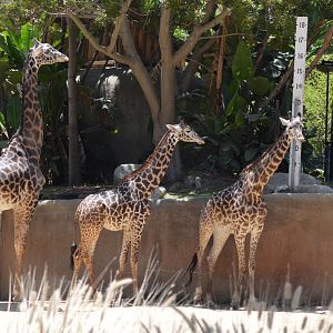 Masai Giraffes