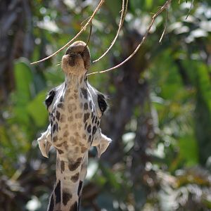 Masai Giraffe