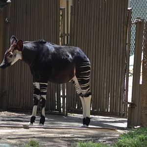 Okapi