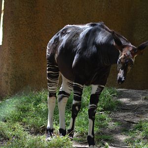 Okapi