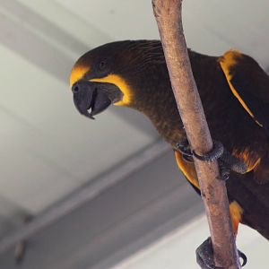 Duivenbode's Lory (Chalcopsitta duivenbodei)