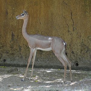 Gerenuk