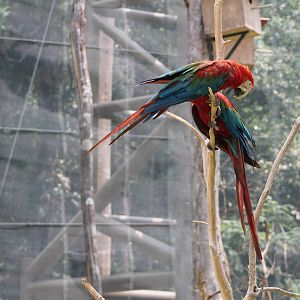 Green-winged Macaws (Ara chloroptera)