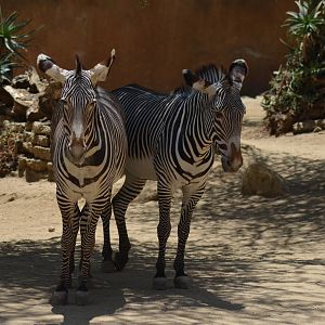 Grevys Zebras