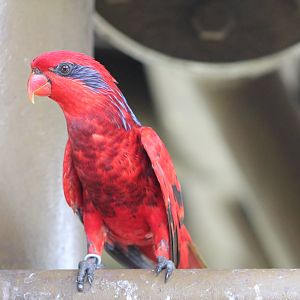 Blue-streaked Lory (Eos reticulata)
