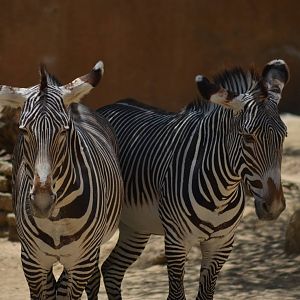Grevys Zebras
