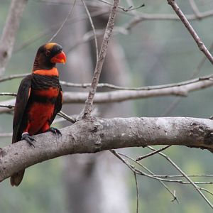 Dusky Lories (Pseudeos fuscata)
