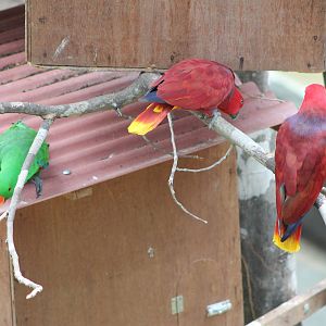 Eclectus Parrots (Eclectus roratus)
