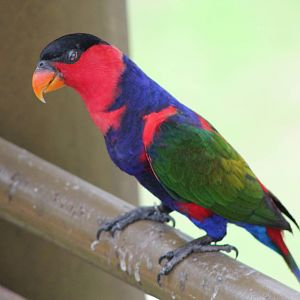 Black-capped Lory (Lorius lory)