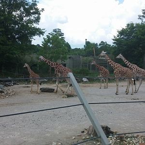 Giraffe Herd