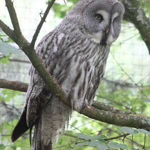 Great grey owl