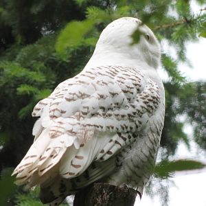 Snowy owl