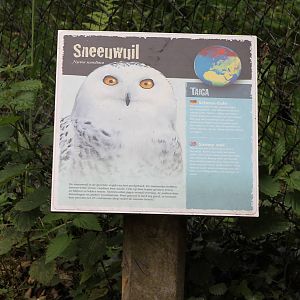 Sign snowy owl