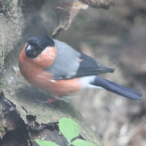 Bullfinch