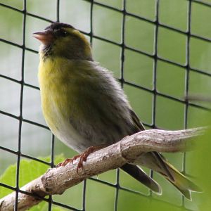 Siskin