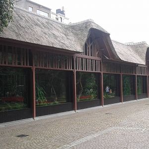 Breeding station Congo peacocks