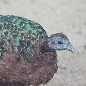 Congo peacock female