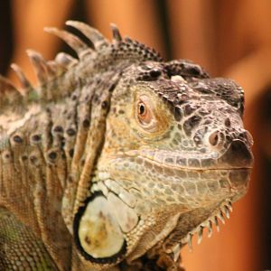 Green iguana