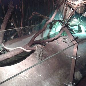 Snake enclosure