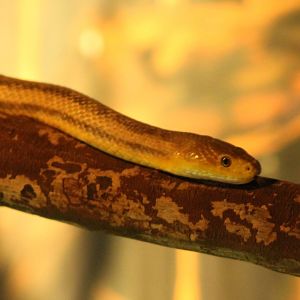 Pantherophis obsoletus