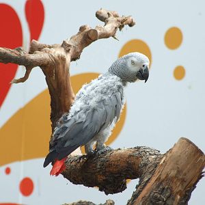 What? s wrong with the feather?