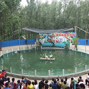 Interesting Animal Performance area