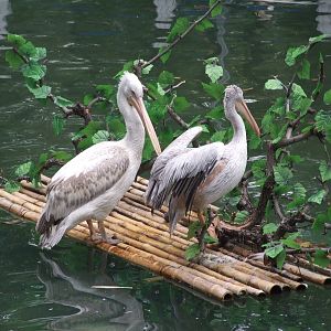 Pelicans in Interesting Animal Performance area