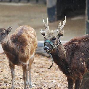 Bridled Philippine spotted deer