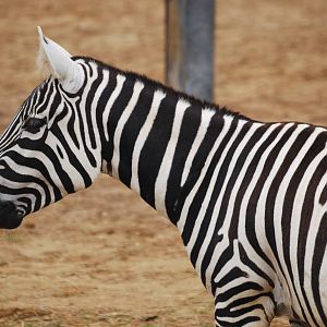 Maneless zebra