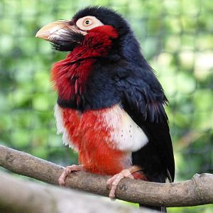 Bearded Barbet
