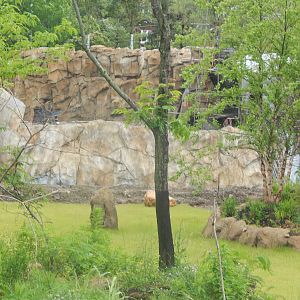 Jun. 2014 - Africa Update - African Wild Dog Exhibit (Finished Wall)