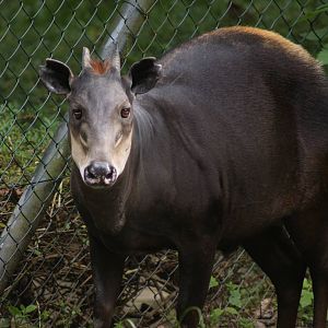 Yellow-backed duiker