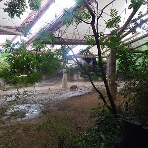 Jun. 2014 - Wildlife Canyon - Red River Hog Exhibit (Former Sumatran Rhino