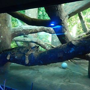 Jun. 2014 - Night Hunters - Clouded Leopard Exhibit