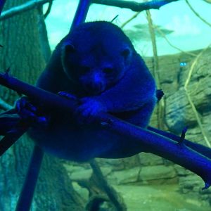 Jun. 2014 - Night Hunters - Potto