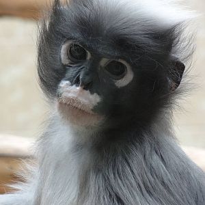 Spectacled langur