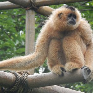 Jun. 2014 - Gibbon Islands - Buff-cheeked Gibbon