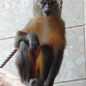 Golden-bellied mangabey