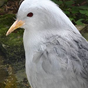 Kagu