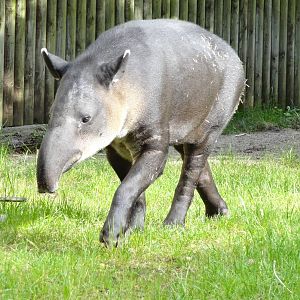 Baird's tapir