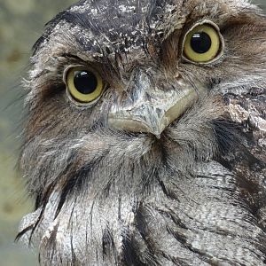 Tawny frogmouth