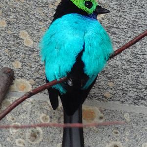 Paradise tanager